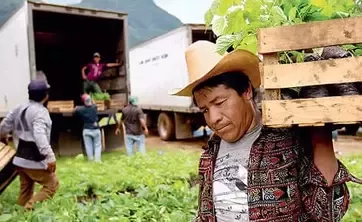 Crate of plants carried by a worker in a field