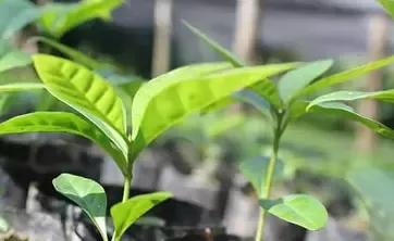Young green plants growing in soil