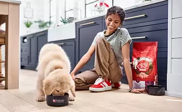 Dog eating from bowl