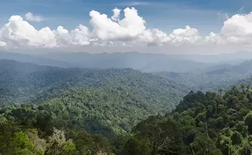 Forest landscape
