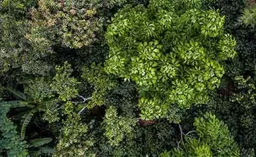 trees in a forest from above
