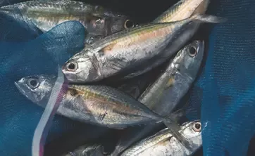 freshly caught fish in net