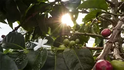 Coffee plants