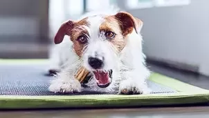 Dog eating