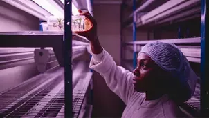 Cultivating coffee plants in vitro