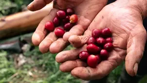 Coffee beans