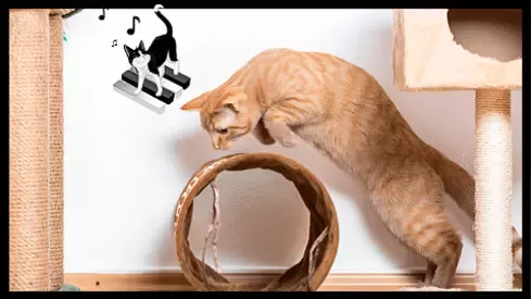 Felix cat