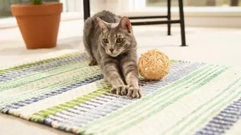 cat