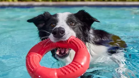 dog playing