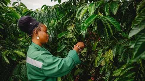 Developing drought resistant coffee varieties
