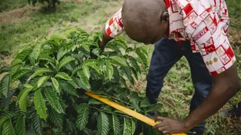 Higher yield coffee plant