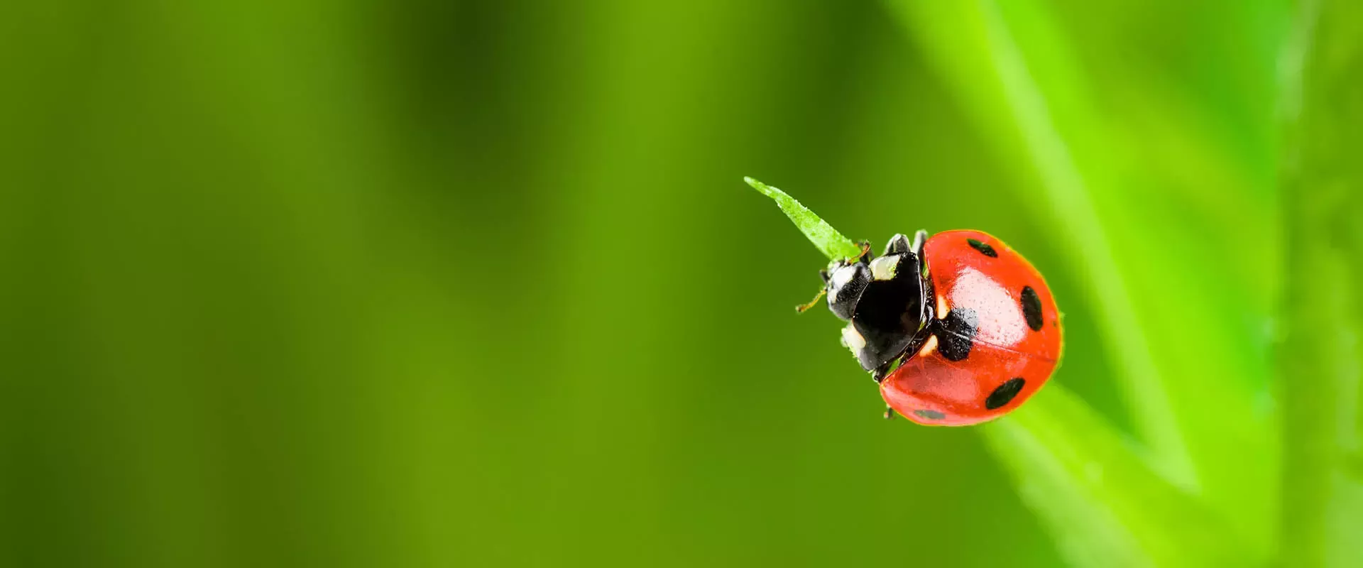 ladybird