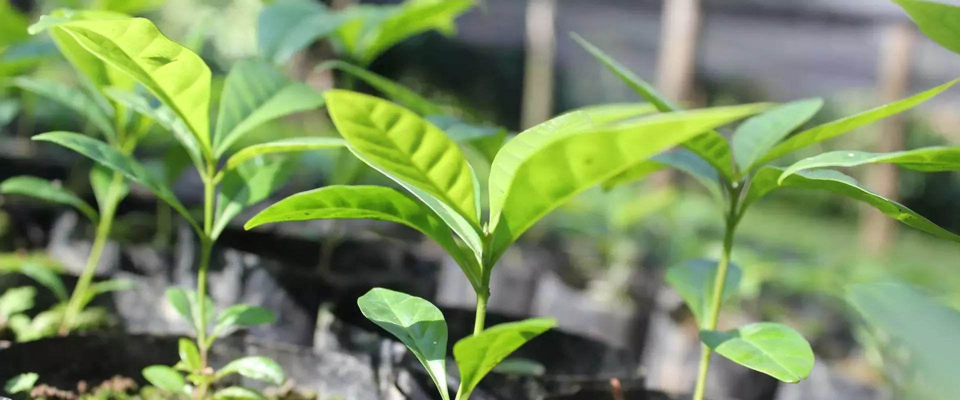 Coffee plantlets