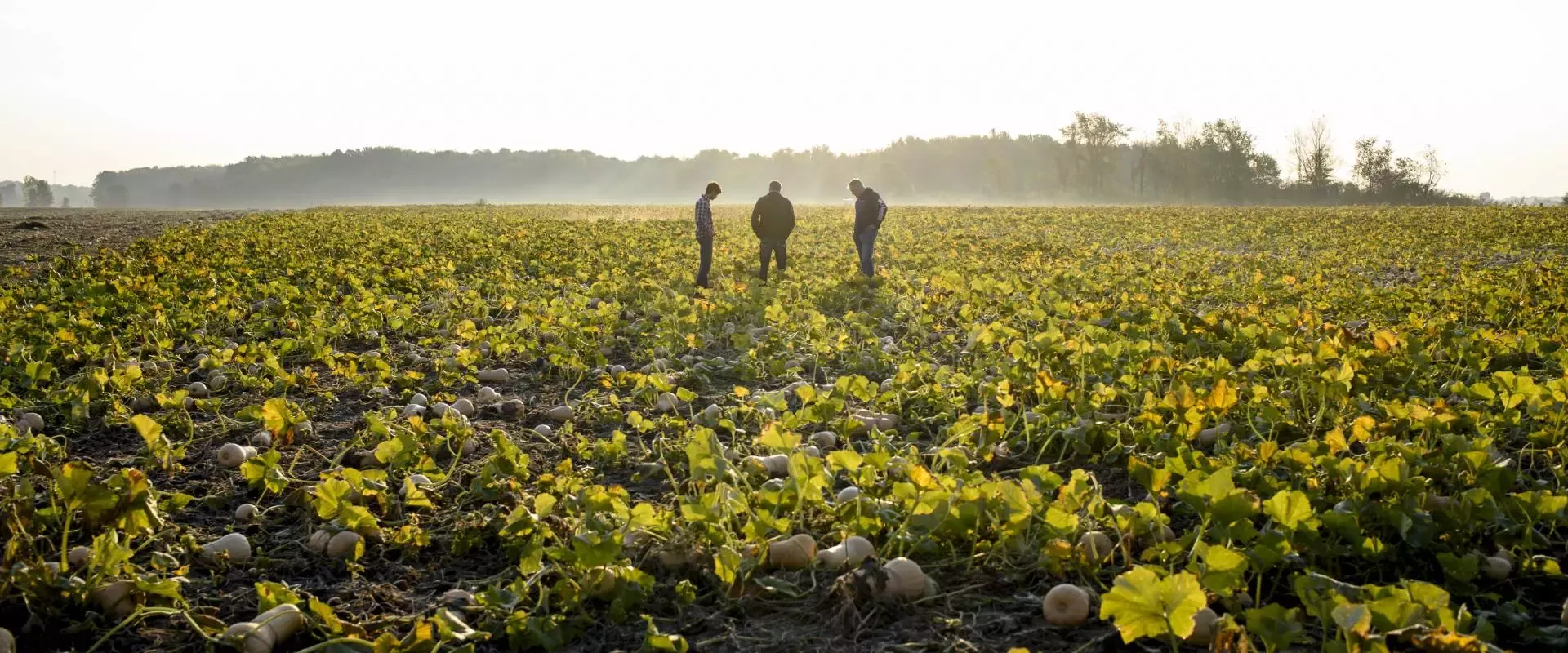 Farmers on a field
