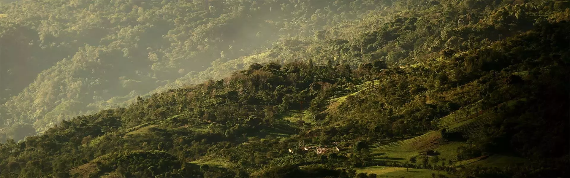 Dense forest