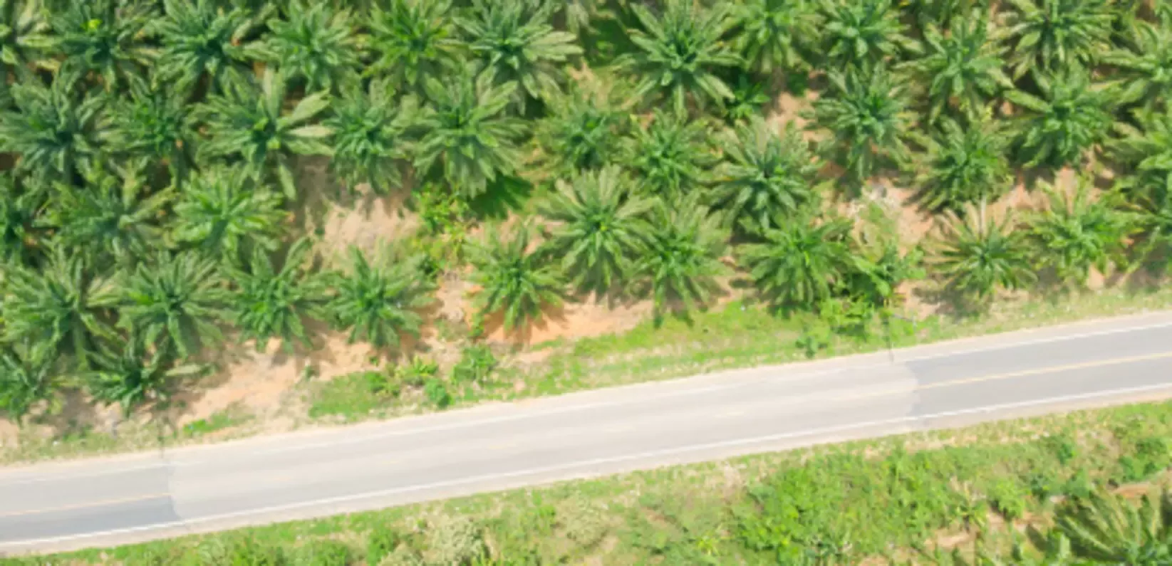 Palm farming