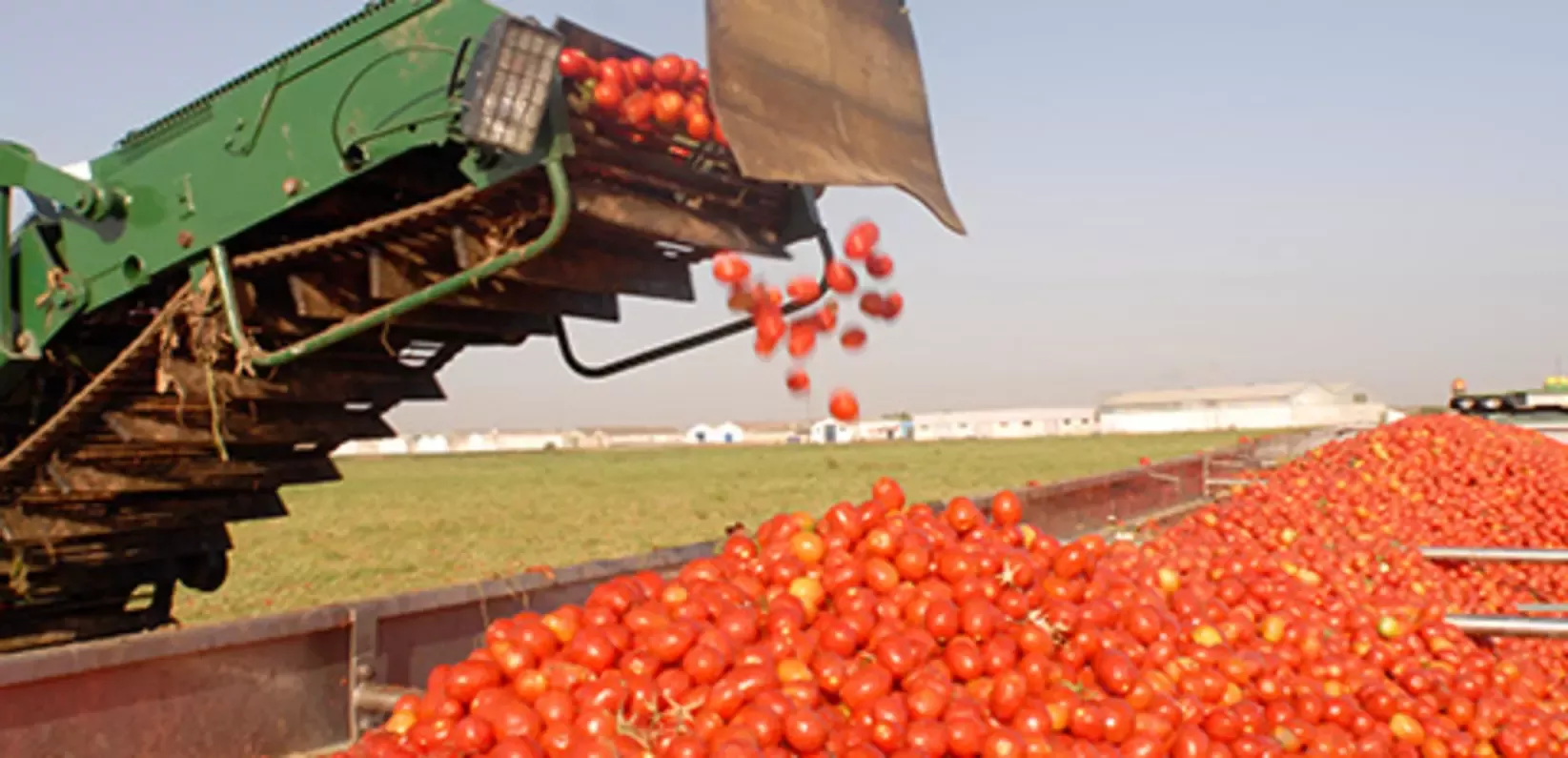 Vegetable harvest