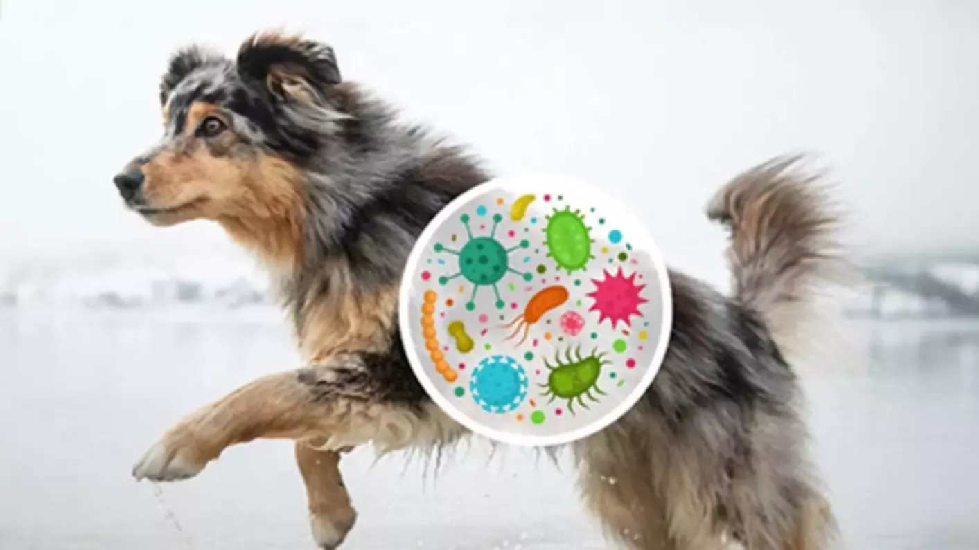 Dog