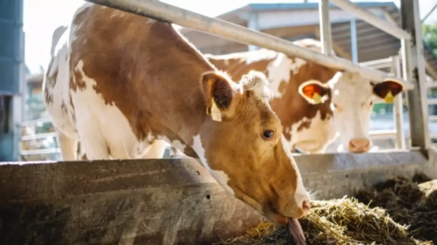 Cow