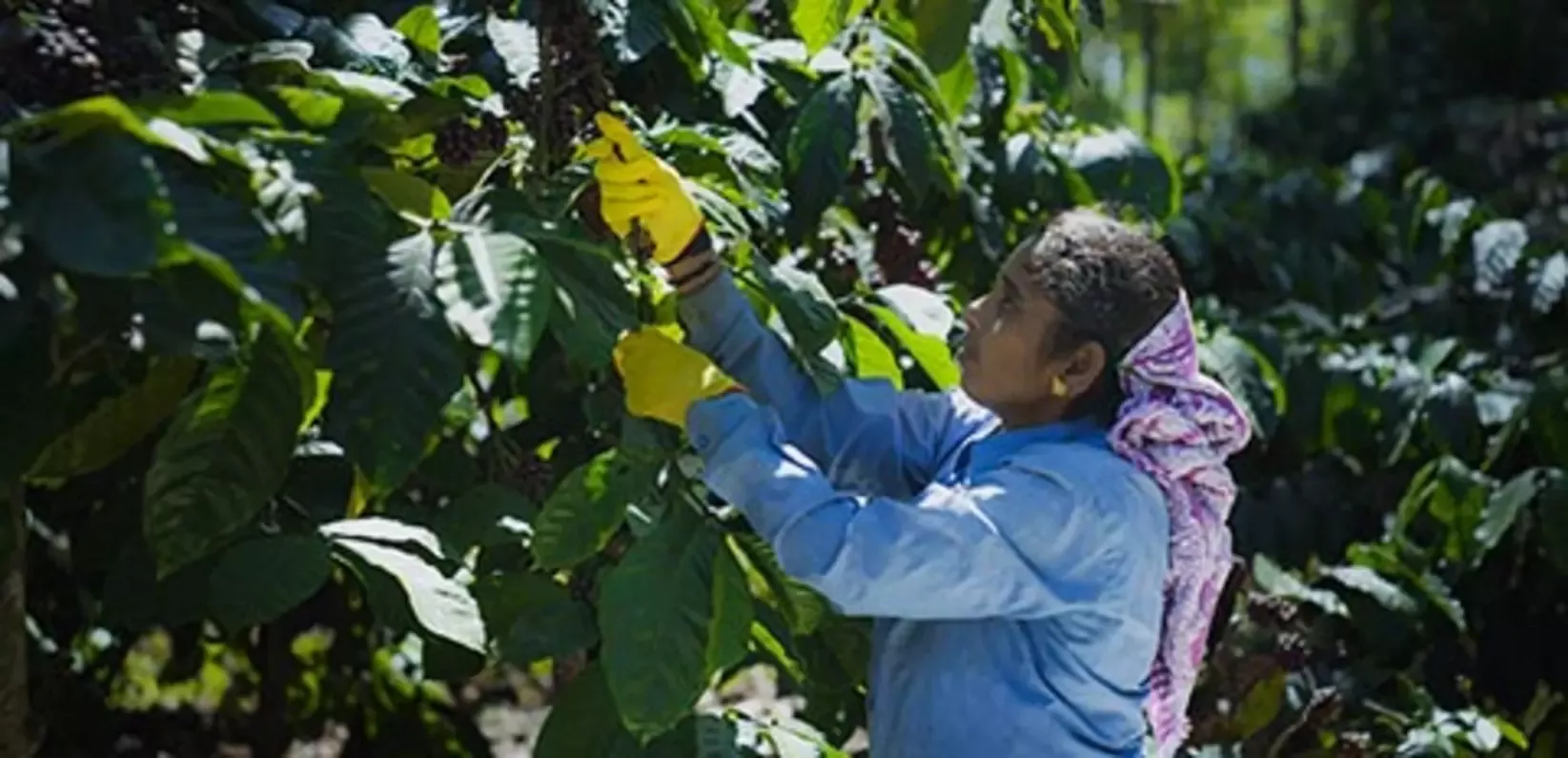 Female farmer working with coffee trees