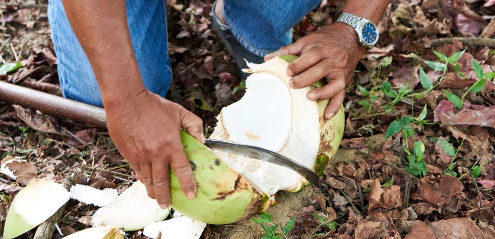Person cutting a coconut open