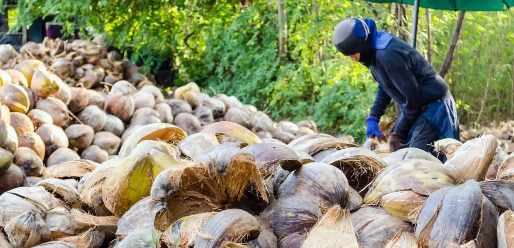 Coconut farming