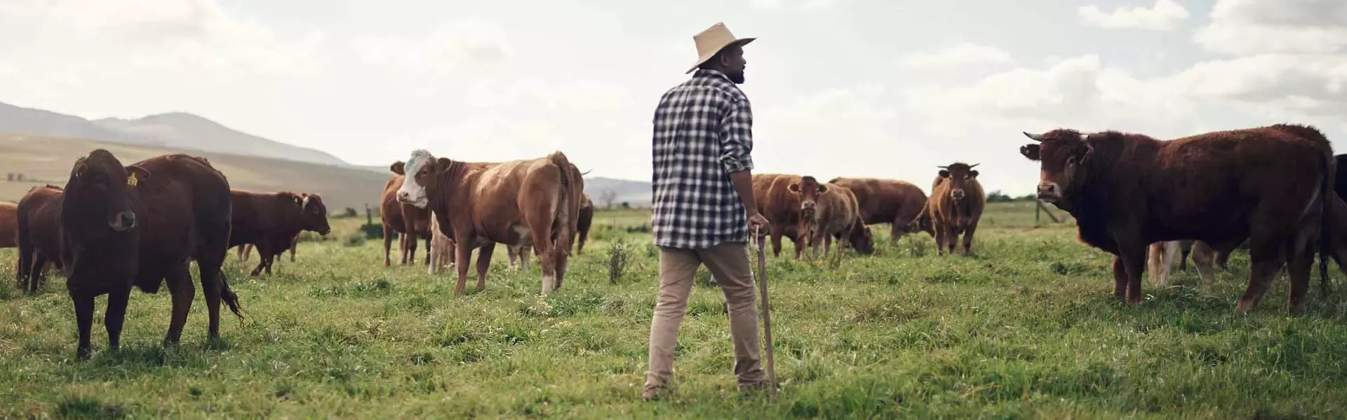 Farmer and his cows