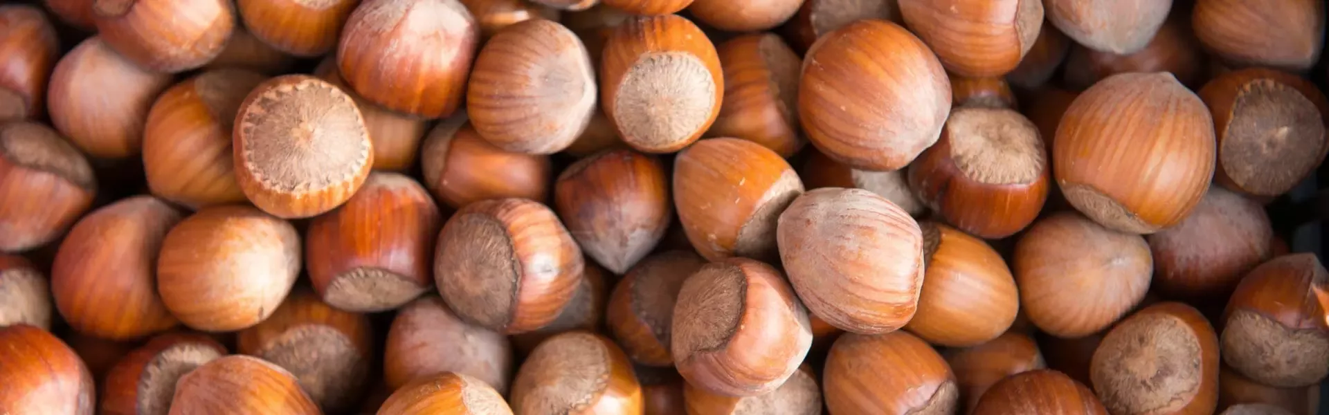 Pile of hazlenuts