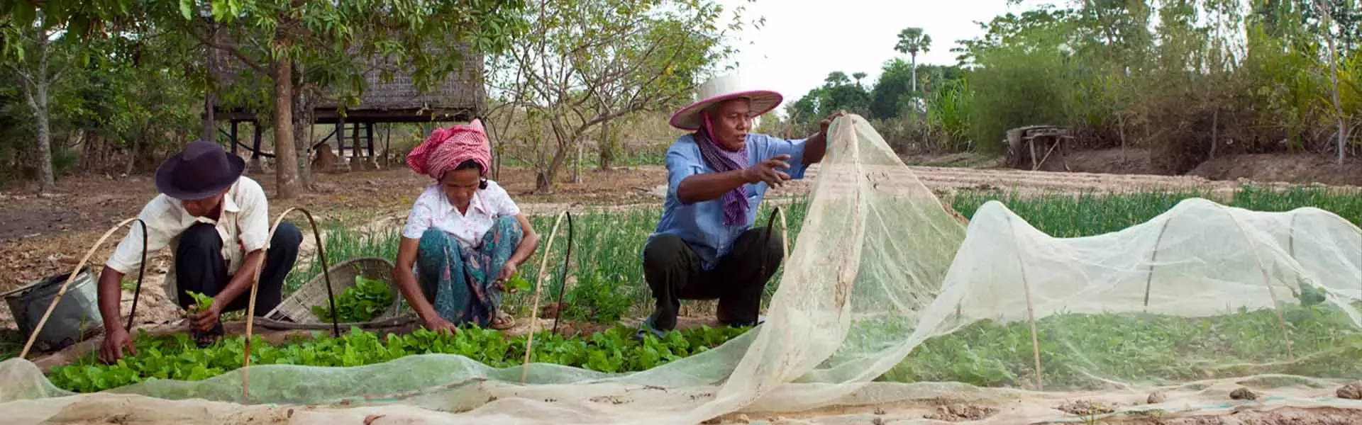 People cultivating plants