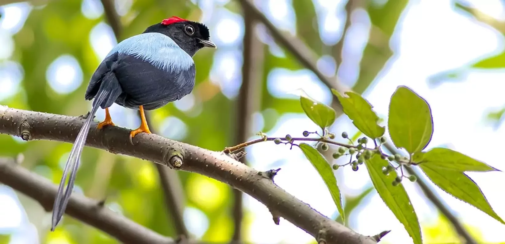 Long tailed Manakin bird in tree