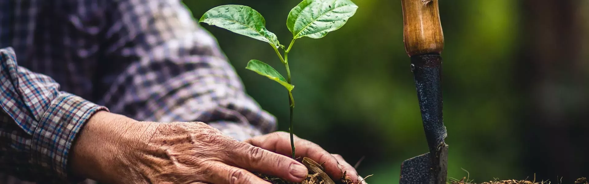 Person planting tree