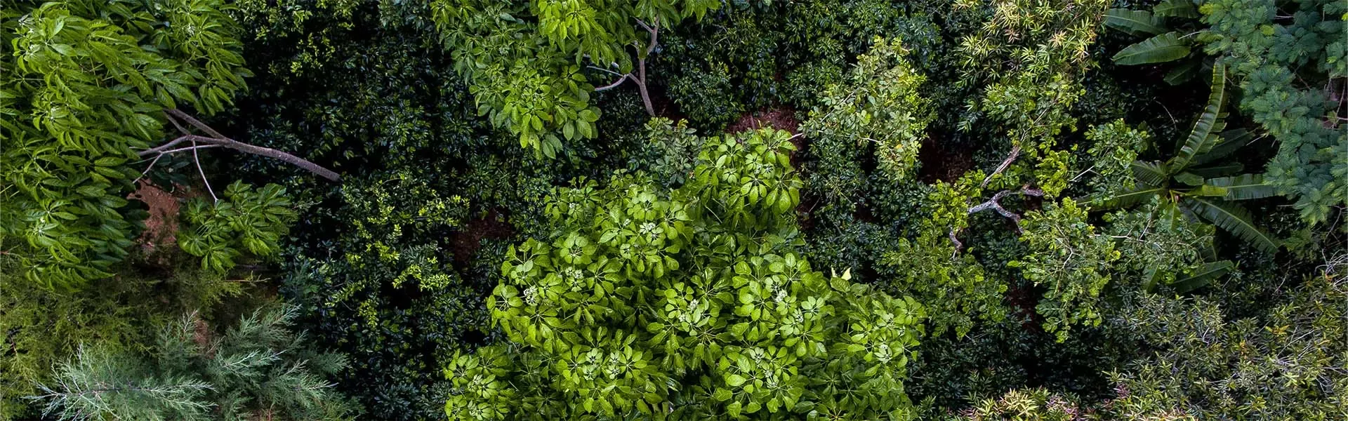 Looking down onto a mixed woodland