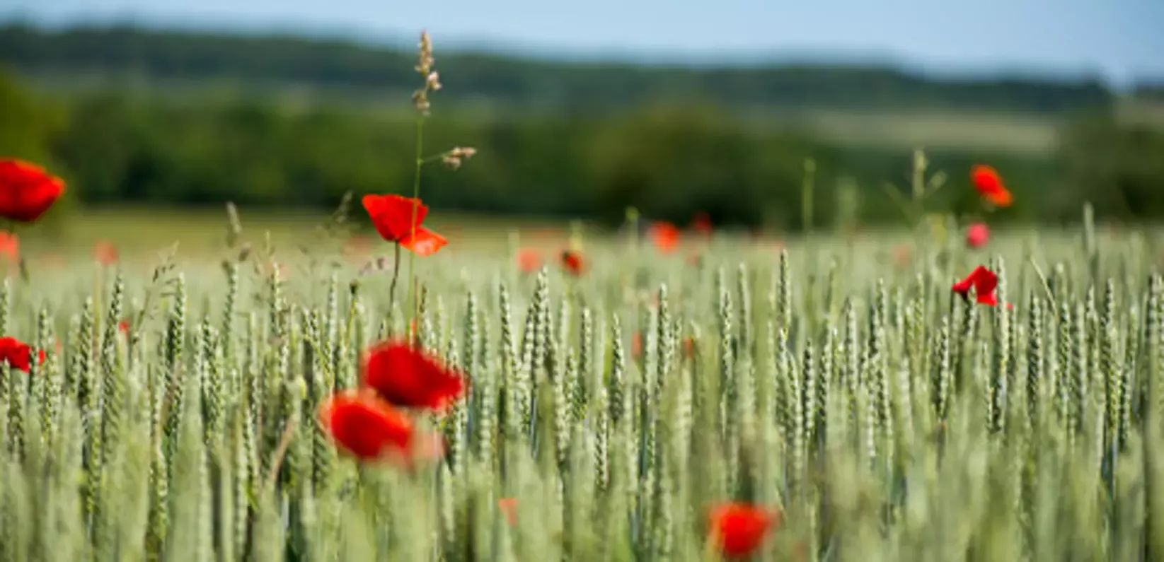 Field with red flowers