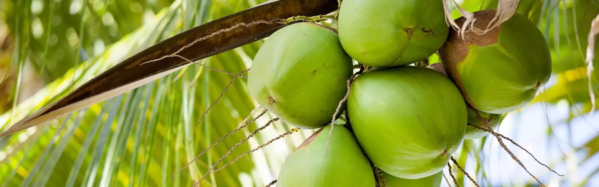 Coconuts