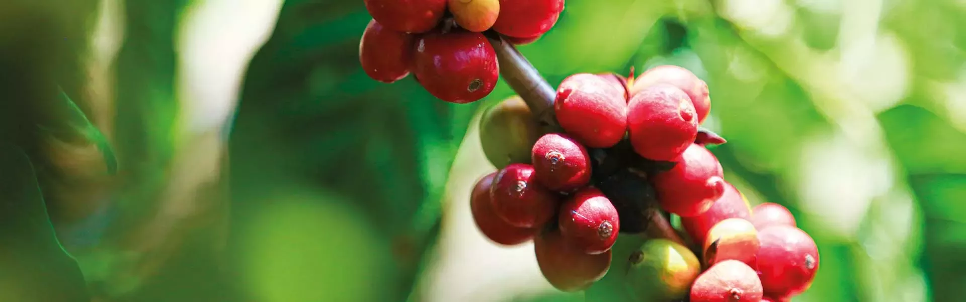 Coffee beans