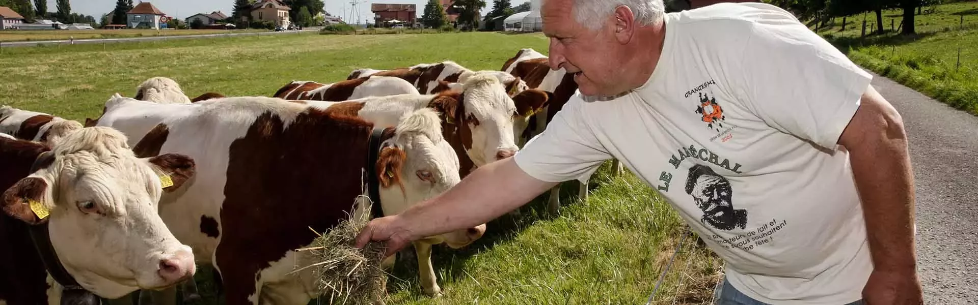 farmer tends to a herd of cows in a field