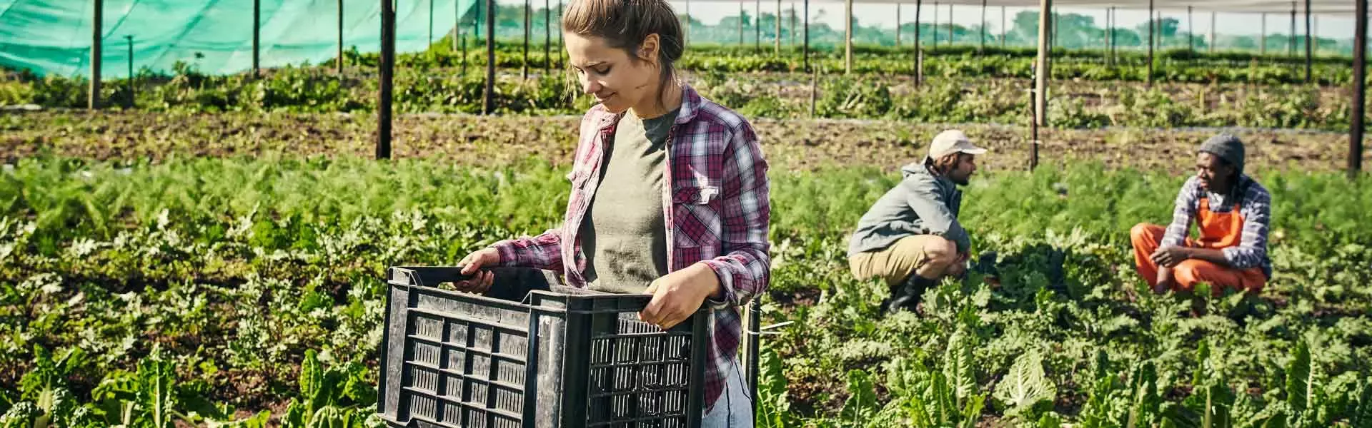 Farmer carrying basket of produce