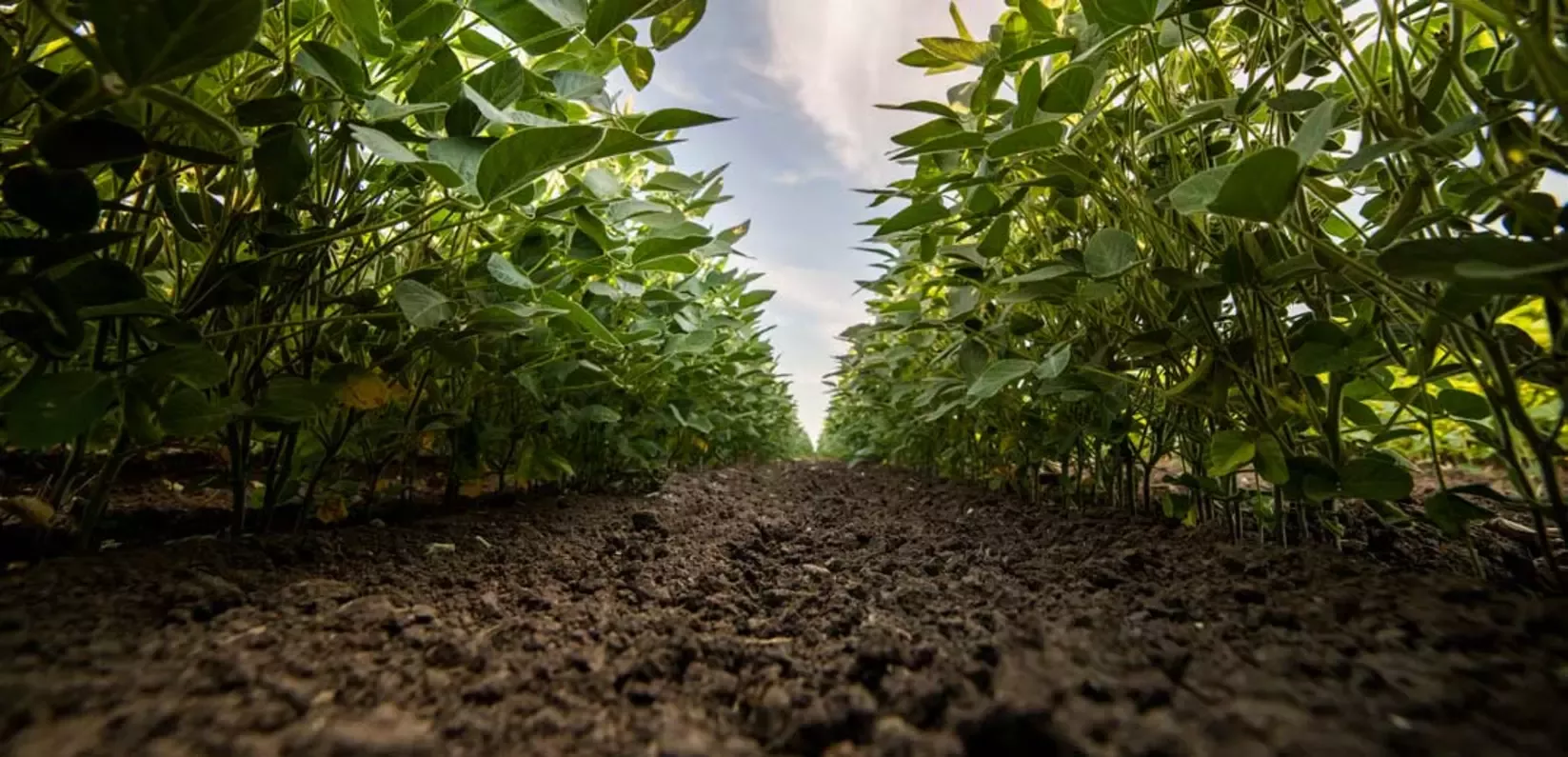 Soy field