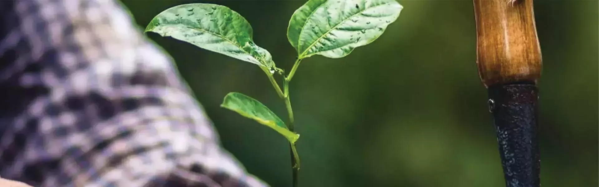 gardener plants a plant