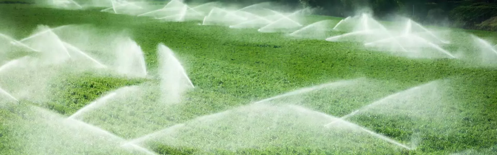 Water sprinklers in field