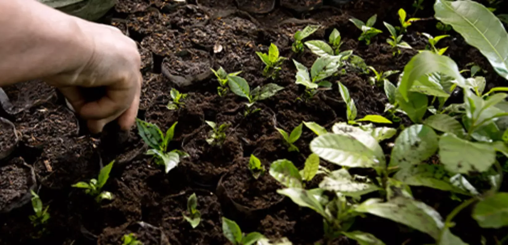 Hand in soil
