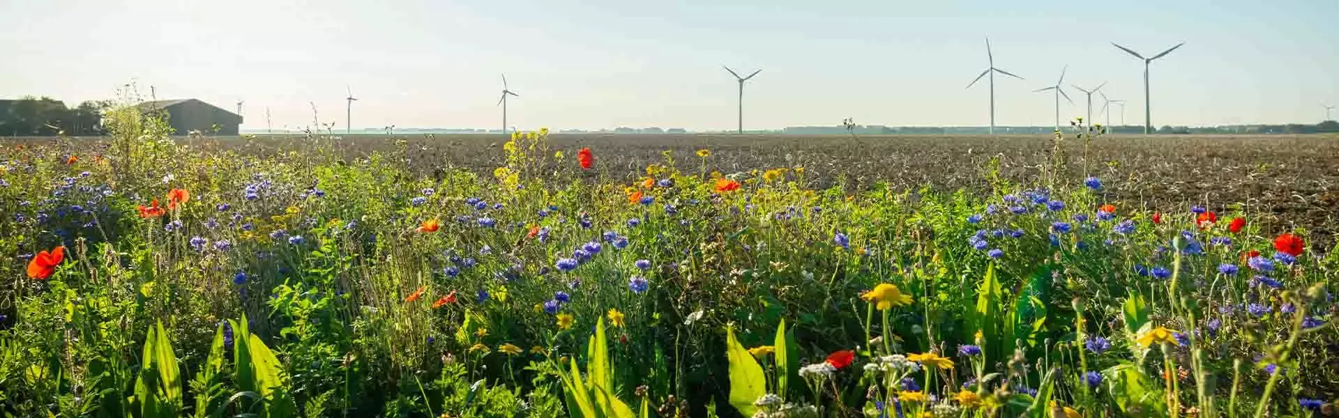 Wildflowers line arable fields with wind turbines in the distance