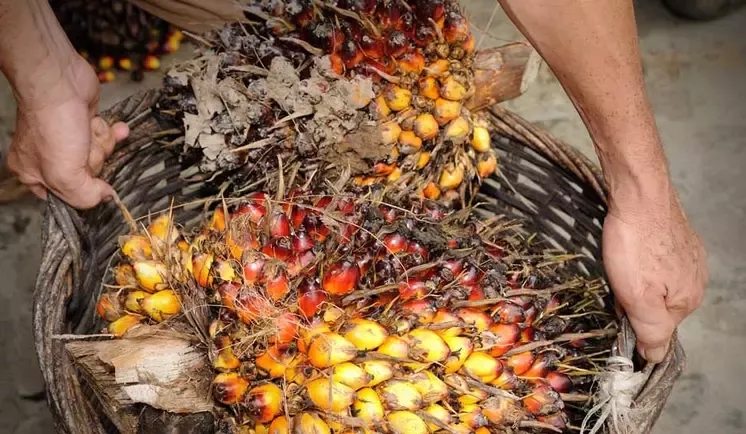 Nestlé is sharing tools, guidelines and practical approaches for assessing and addressing forced labor within its palm oil suppliers, including setting up helplines for workers so that they can more easily share grievances.