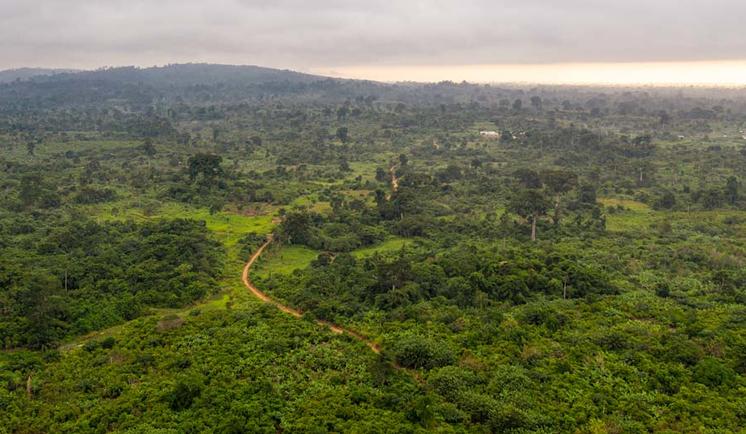 Sustainablility in African forests