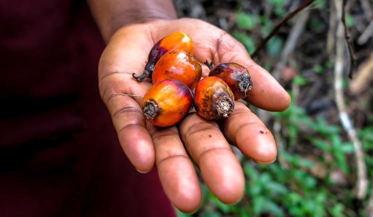 Nestlé is building transparency throughout its palm oil supply chain to promote and enable sustainable sourcing