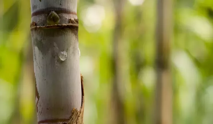 Nestlé is working with smallholders in the Philippines for more sustainably produced sugar.