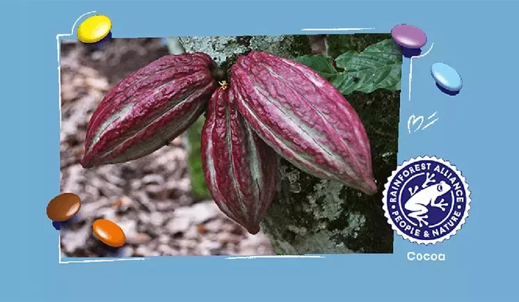 Cocoa