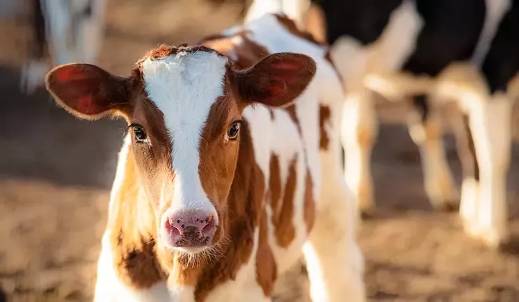 Cows