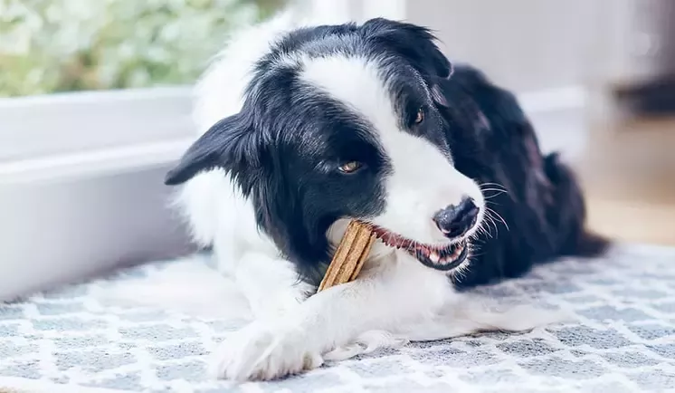 Dog eating