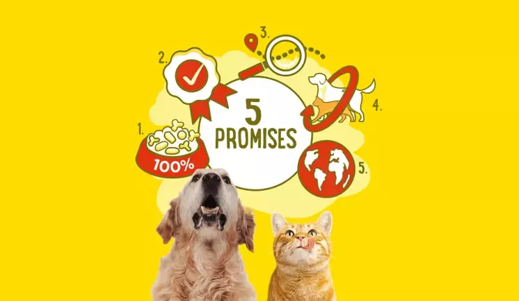 dog and cat